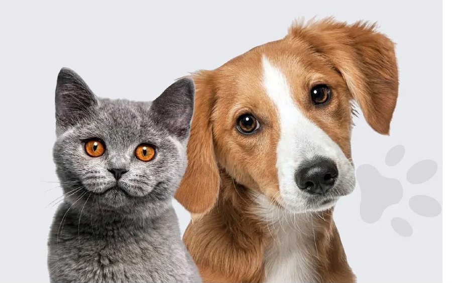 VETLUX KC kliniğinden bir kare